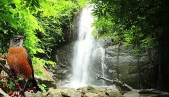 Звуки пения птиц