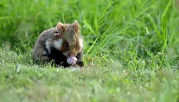 Звуки хомяка