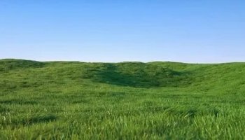 Звуки поля, луга