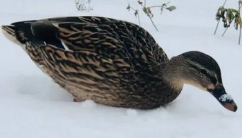 Звуки кряквы