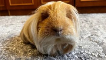 Звуки морских свинок