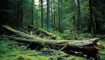 Звуки падающих деревьев