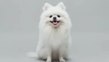 Звуки шпица