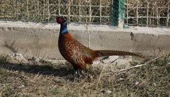 Звуки фазана