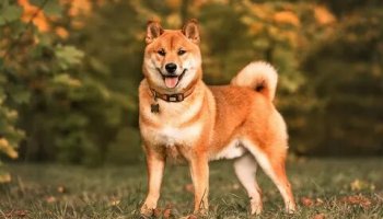 Звуки собак