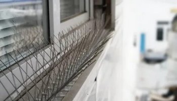 Звуки отпугивания голубей