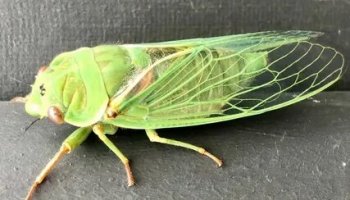 Звуки цикады