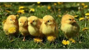 Звуки цыплят