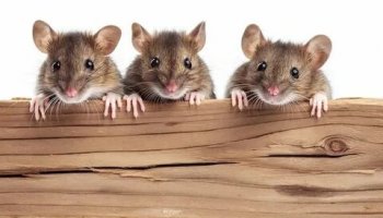 Звуки мышей