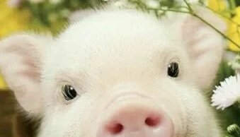 Звуки поросенка