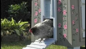 Звуки курятника