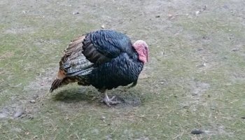 Звуки индюков