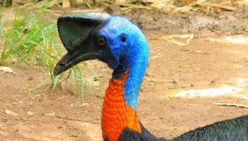 Звуки казуара