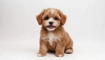 Звуки щенков