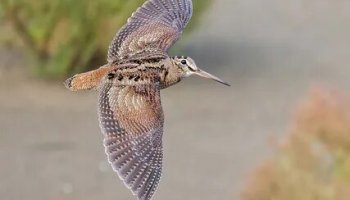 Звуки вальдшнепа