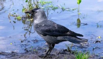 Звуки галки