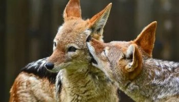 Звуки диких животных