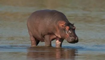 Звуки бегемотов