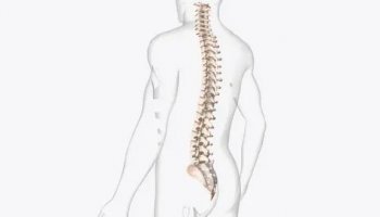 Звуки позвоночника