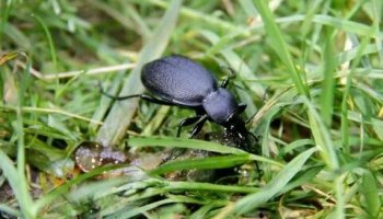 Звуки жуков