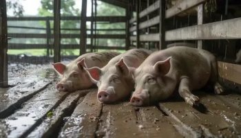 Звуки свиней