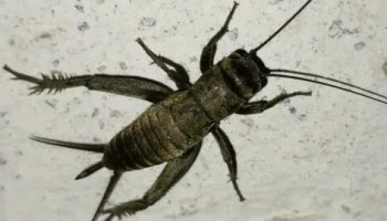 Звуки сверчков