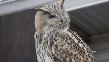 Звуки филина