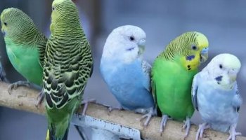 Звуки для попугаев