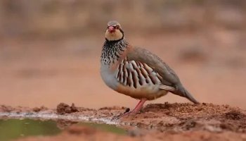 Звуки кеклика