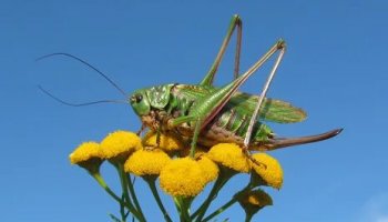 Звуки кузнечиков