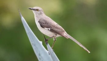 Звуки пересмешника