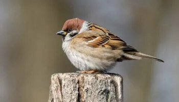 Звуки воробья