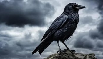 Звуки вороны