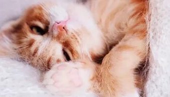 Звуки мурчания кошек