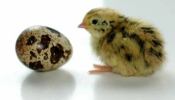 Звуки перепела