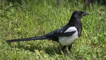 Звуки сороки