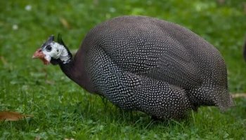 Звуки цесарки