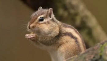 Звуки бурундуков