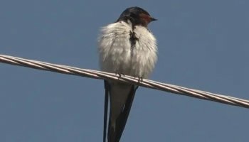 Звуки чириканья птицы