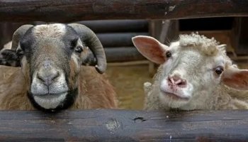 Звуки овец, баранов