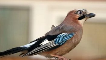 Звуки сойки