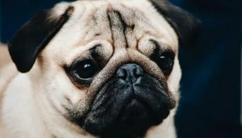 Звуки мопса