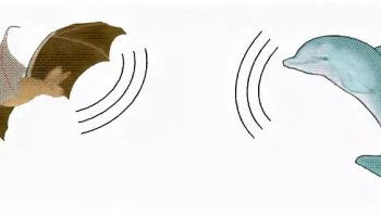 Звуки ультразвука