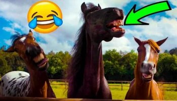 Звуки ржания лошадей