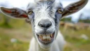 Звуки козла