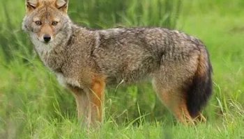 Звуки шакала