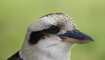 Звуки кукабары