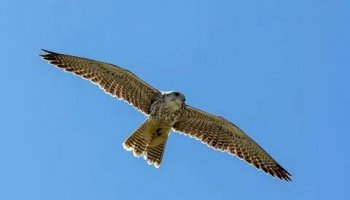 Звуки соколов