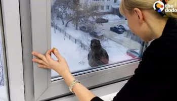 Звуки стука в окно