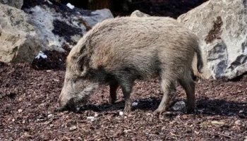 Звуки кабанов